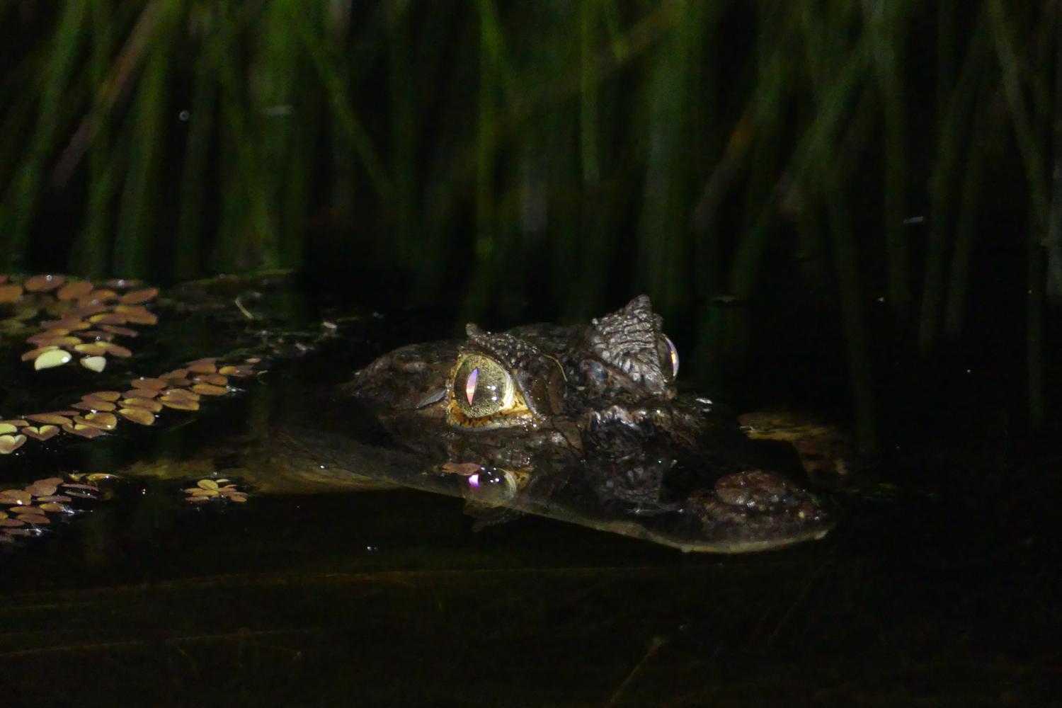 caiman_crocodilurus_courtois.jpg